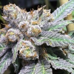 Marijuana